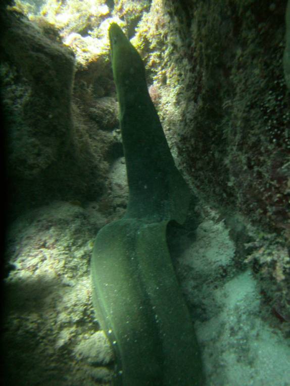 Enorme moréia na Punta Frances, na Isla de la Juventud, em Cuba